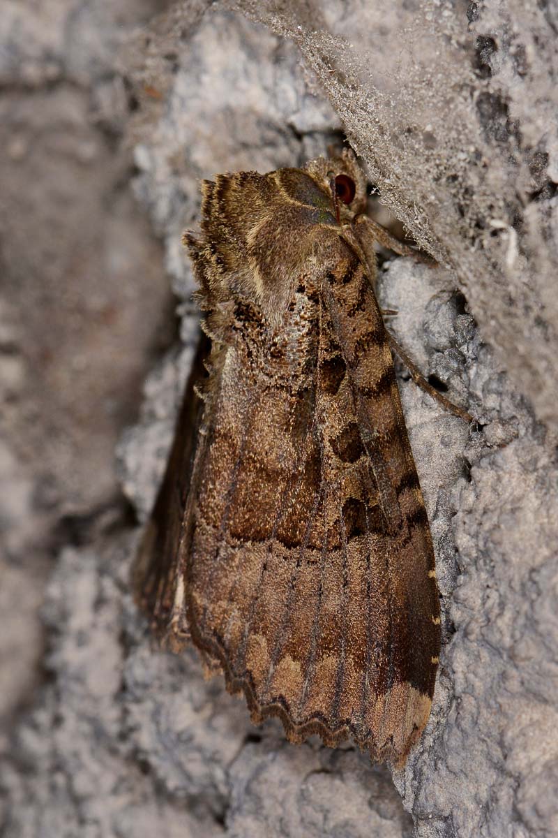 Noctuidae di galleria - Mormo maura